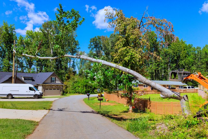 Cost of Dead Tree Removal in Yorba Linda, CA