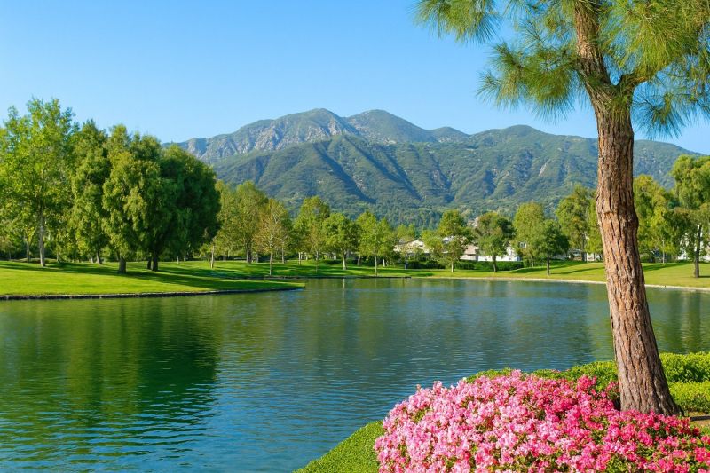Tree Removal Service in Rancho Santa Margarita, CA