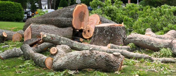 Large Tree Removal in Yorba Linda