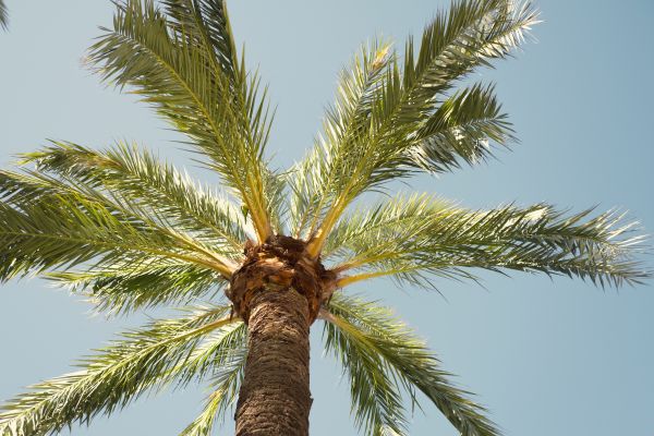 Palm Tree Removal in Yorba Linda