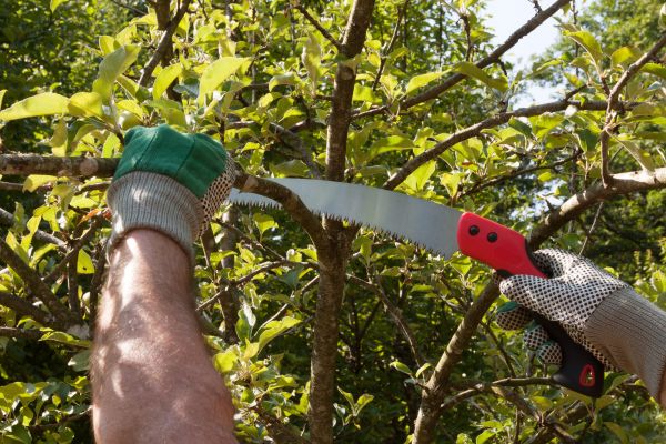 Small Tree Removal in Yorba Linda