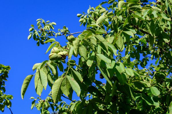 Walnut Tree Removal in Yorba Linda