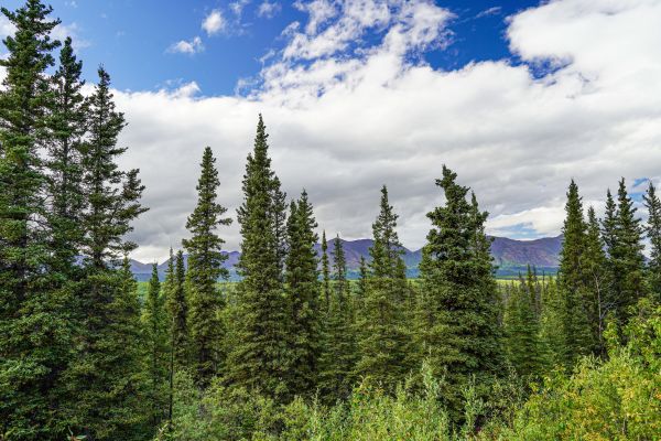 Spruce Tree Removal in Yorba Linda