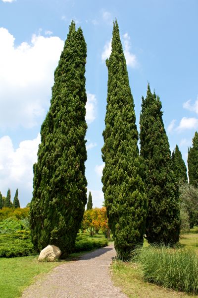 Cypress Tree Removal in Yorba Linda