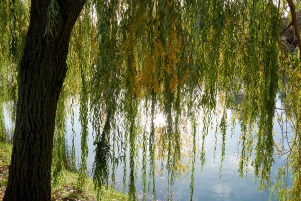 Willow Tree Removal in Yorba Linda