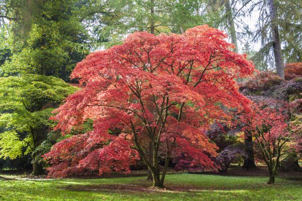 Maple Tree Removal in Yorba Linda