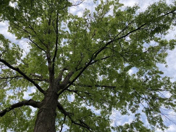 Oak Tree Removal in Yorba Linda
