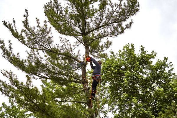 Pine Tree Removal in Yorba Linda