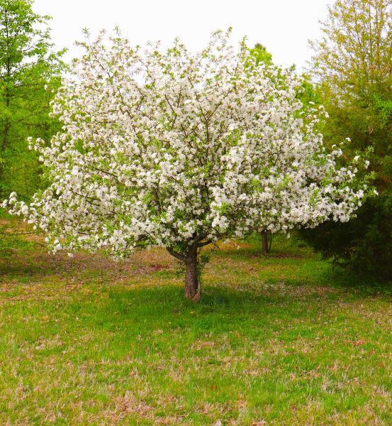 Dogwood Tree Removal in Yorba Linda