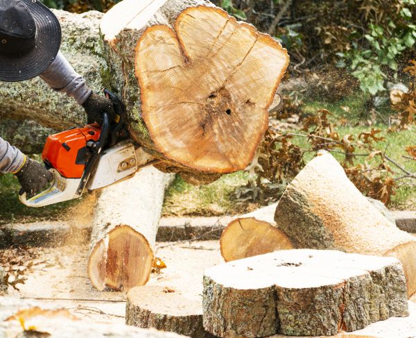 Tree Removal Service in Yorba Linda