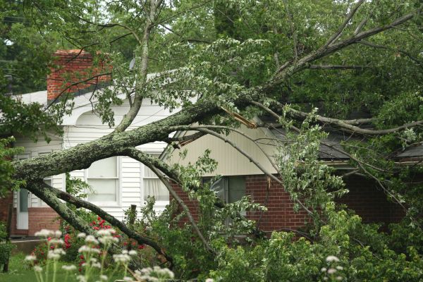 Emergency Tree Removal in Yorba Linda