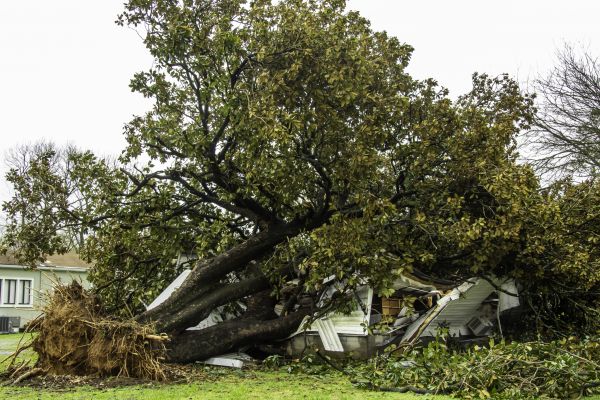 Fallen Tree Removal in Yorba Linda