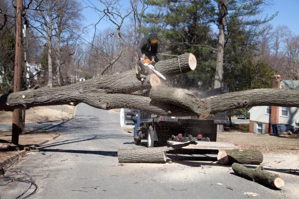 Residential Tree Removal in Yorba Linda