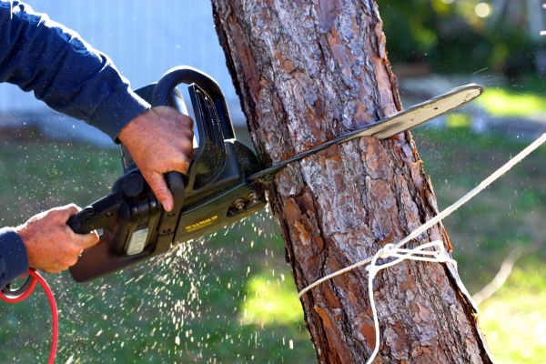 Dead Tree Removal in Yorba Linda