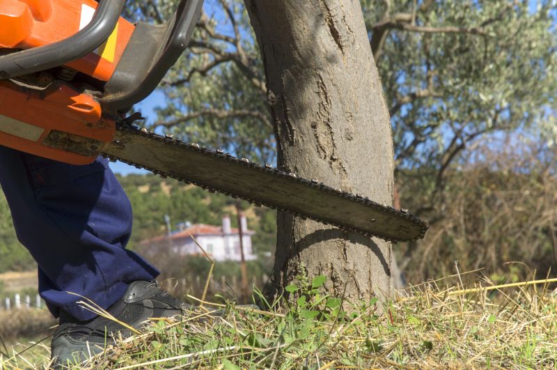 Cypress Tree Removal