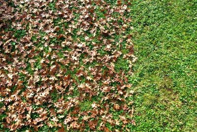 Leaf Disposal Methods