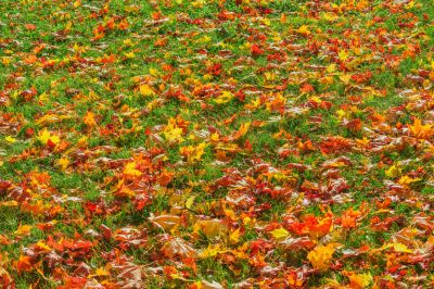 Fallen Leaves on the Lawn