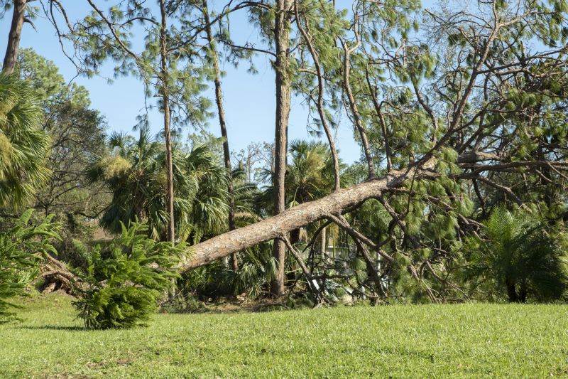 Dead Tree Removal detail