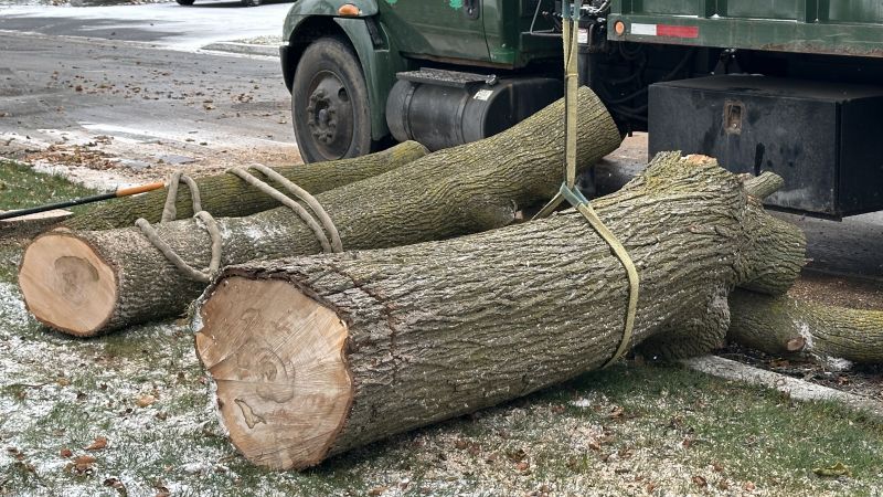 Spruce Tree Removal
