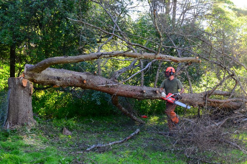 Fallen Tree Cleanup