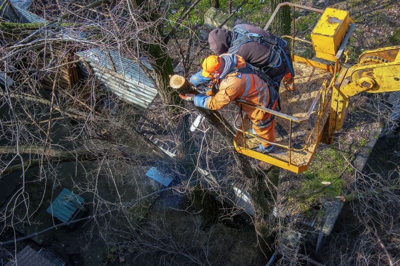 Fall Tree Removals
