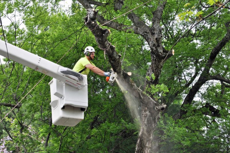 Safety During Tree Removal