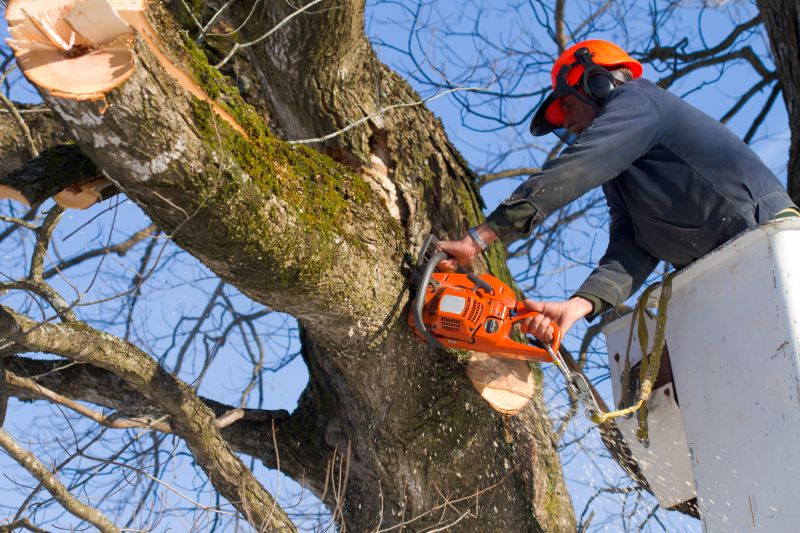 Tree Health Monitoring
