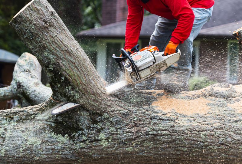 Tree Removal in Progress