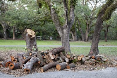 Stump and Root Removal